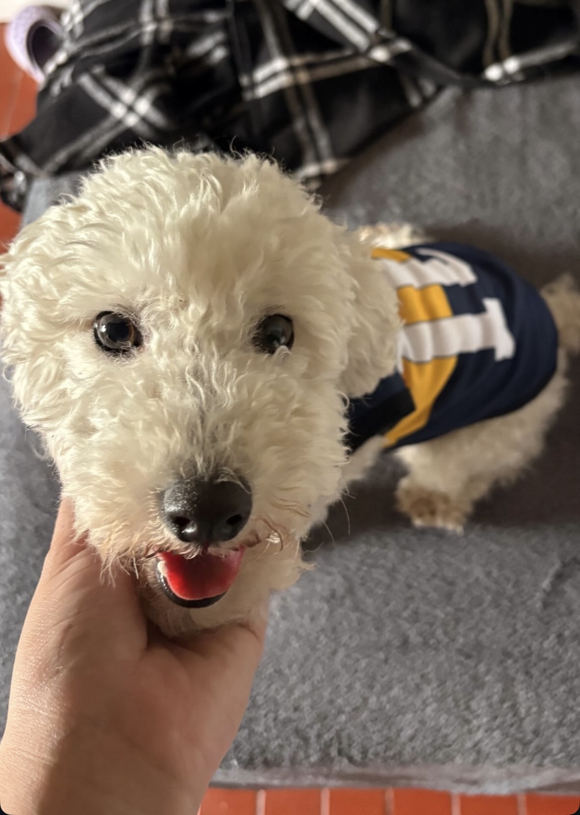 Subí la foto de tu peludito ¡Seguro sale re lindo!